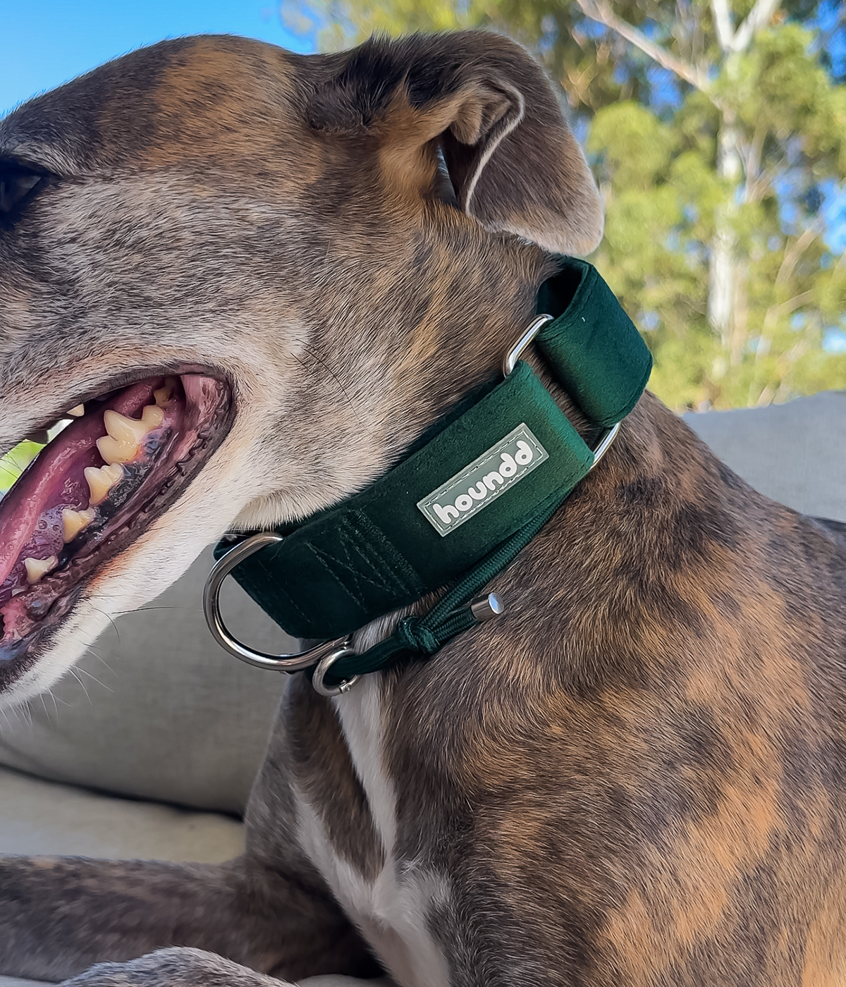 Martingale Collar - Velvet