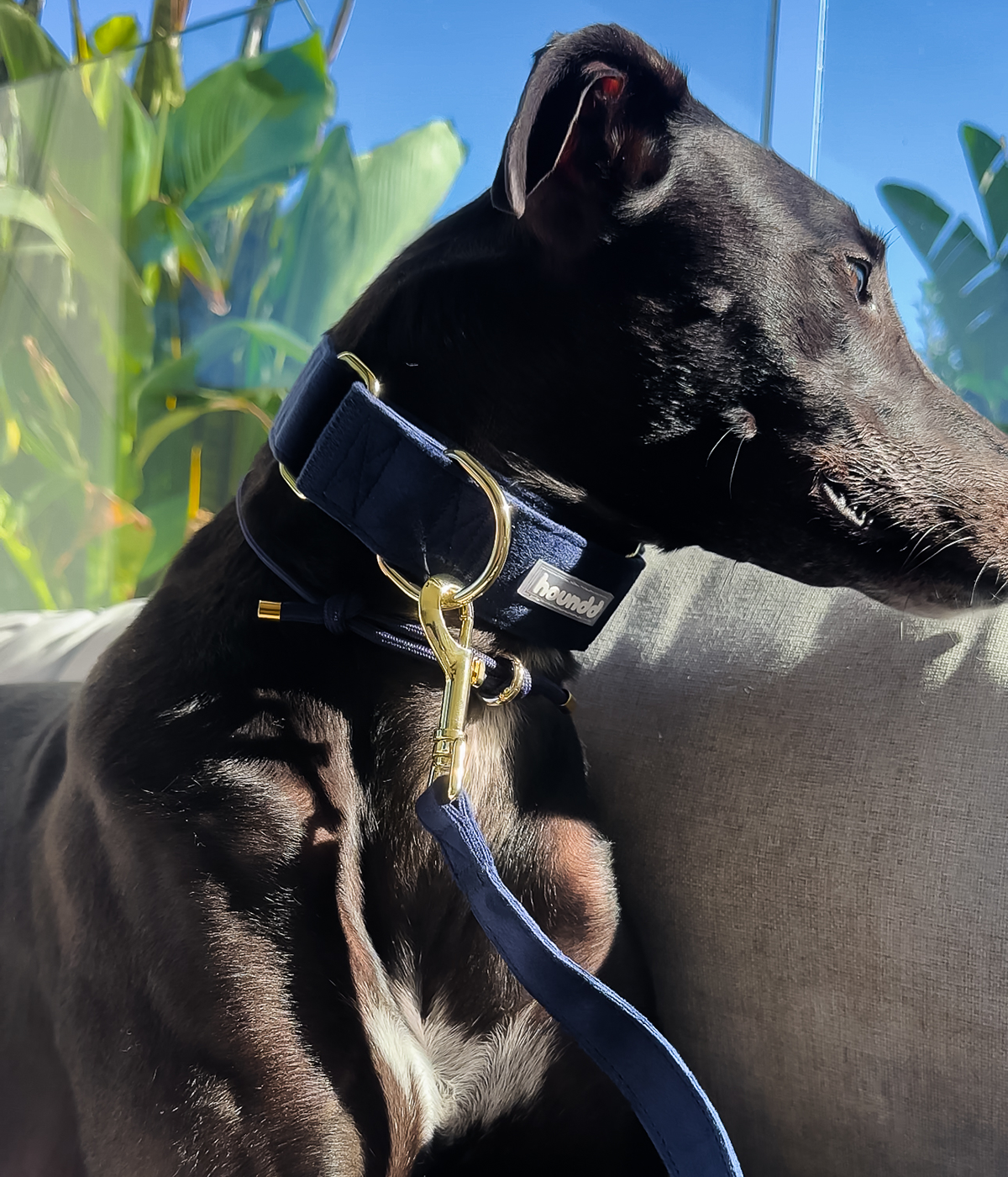 Martingale Collar - Velvet