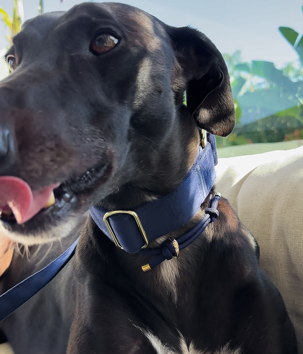 Martingale Collar - Velvet