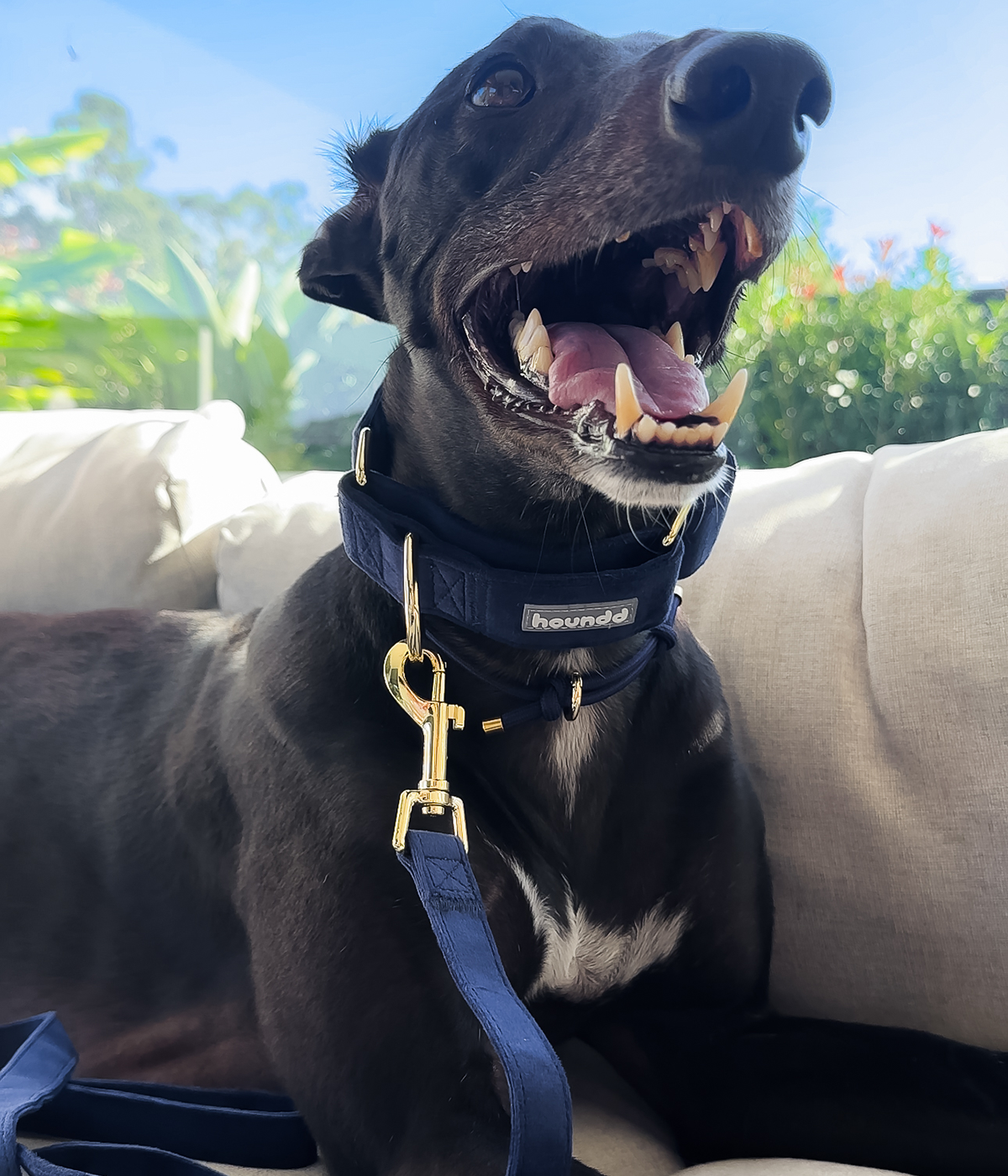 Martingale Collar - Velvet