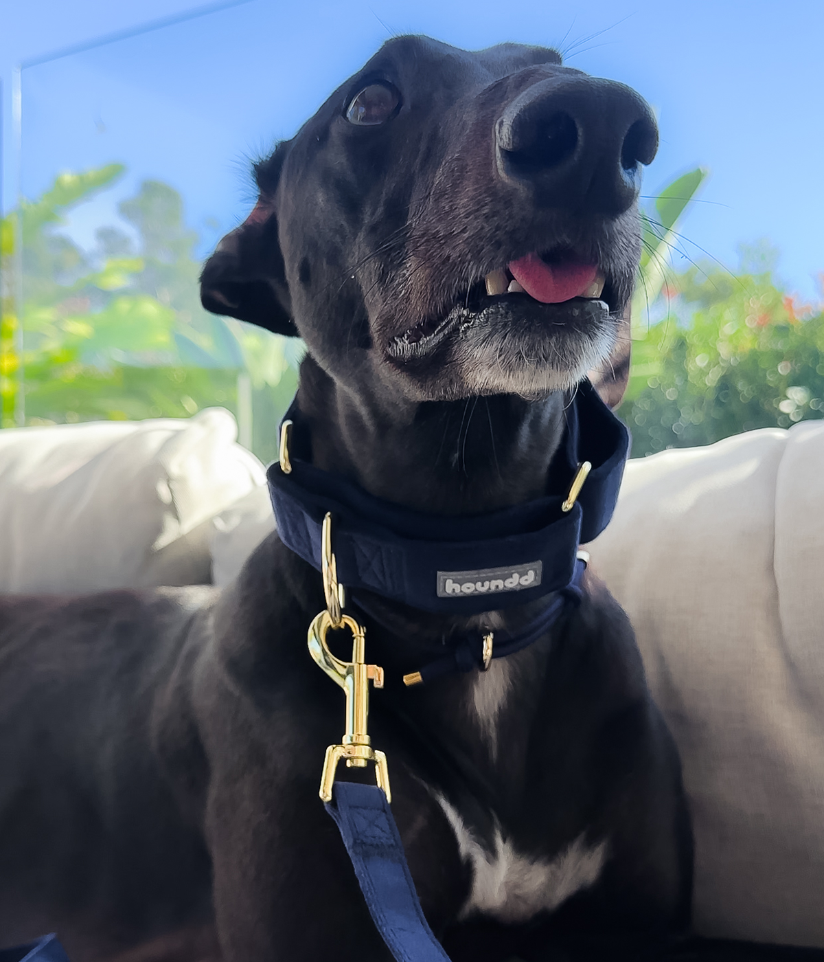 Martingale Collar - Velvet