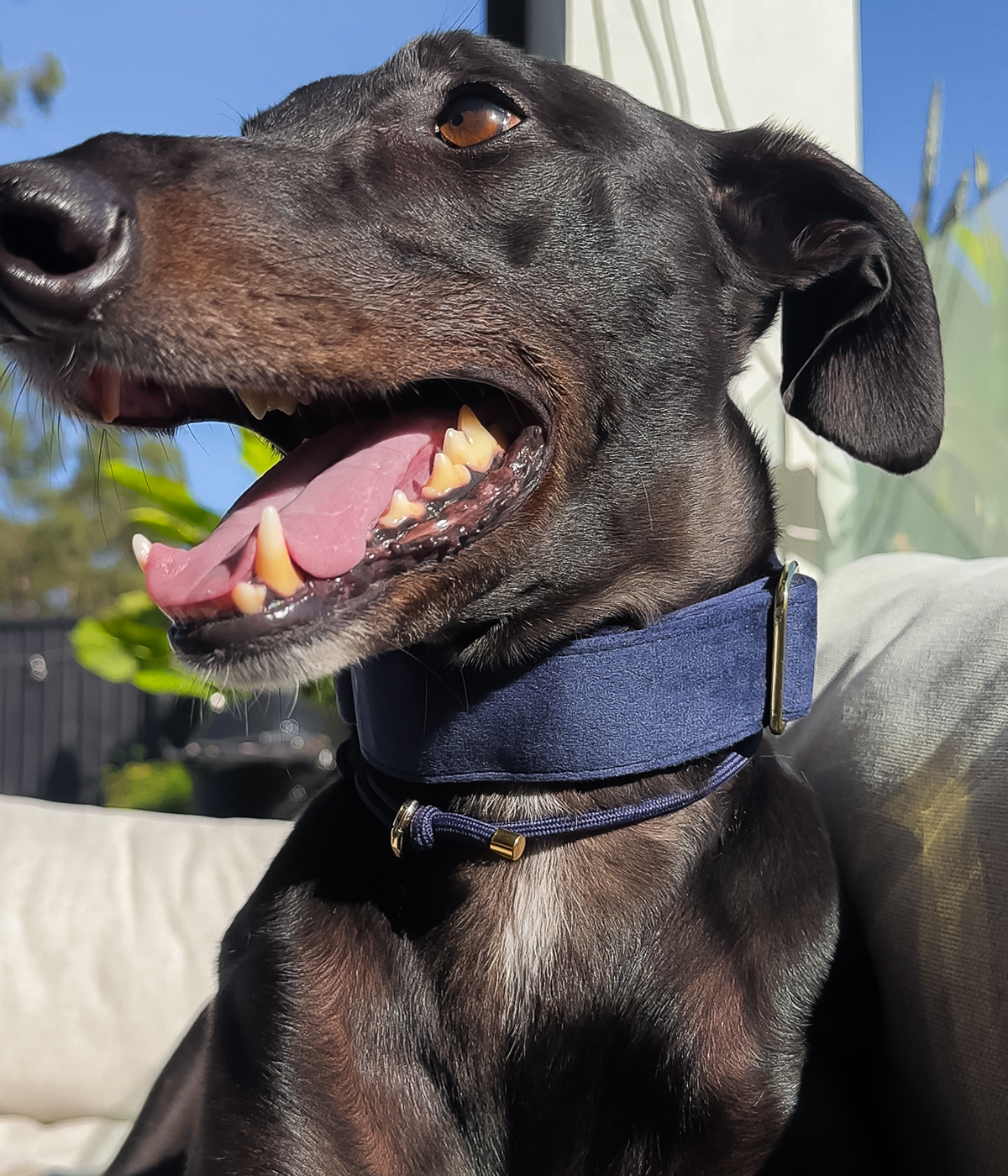 Martingale Collar - Velvet