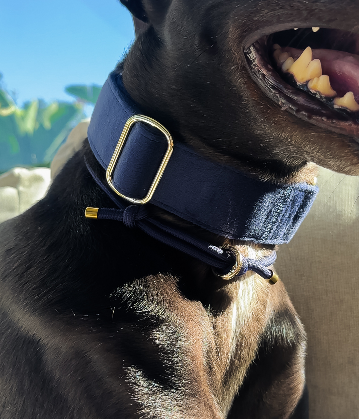 Martingale Collar - Velvet