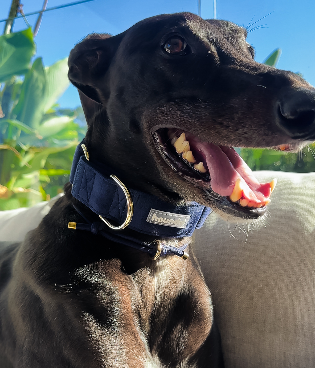 Martingale Collar - Velvet