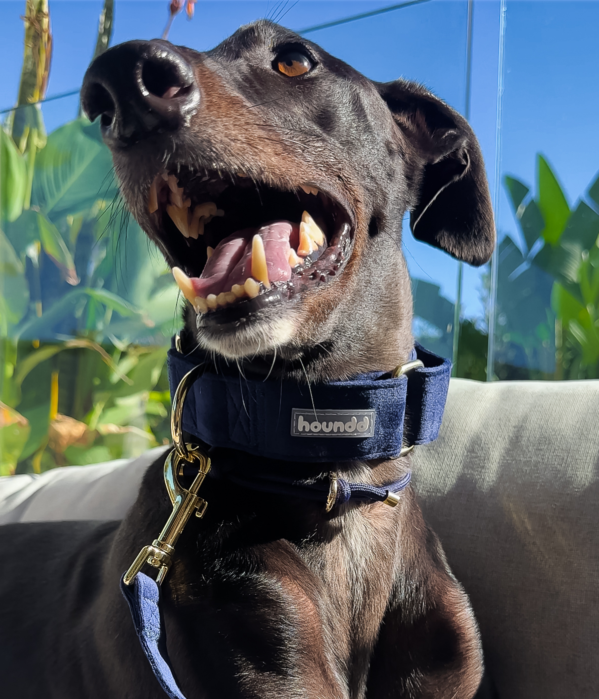 Martingale Collar - Velvet