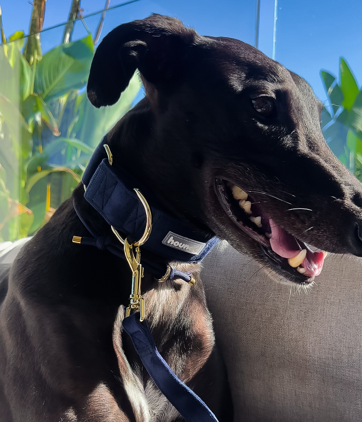 Martingale Collar - Velvet