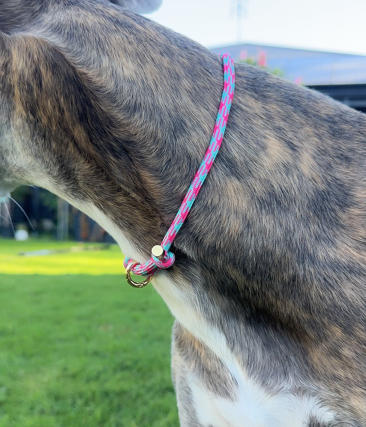 House Collar - Watermelon Mojito