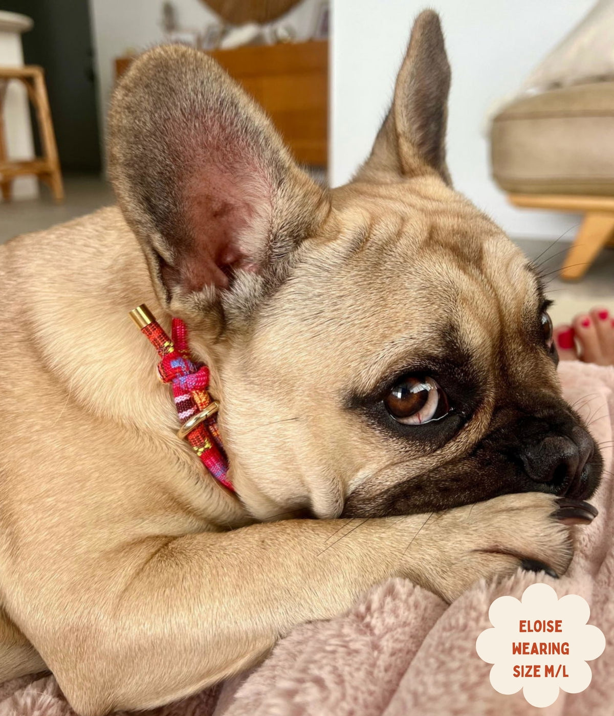Boho House Collar - Sunset