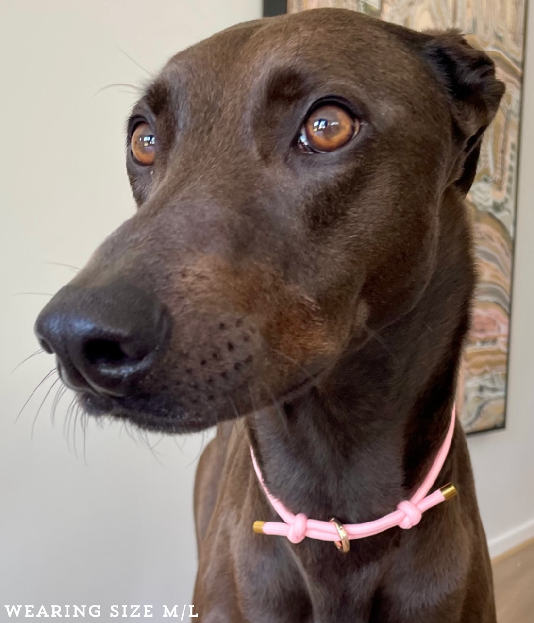 House Collar - Blush Pink