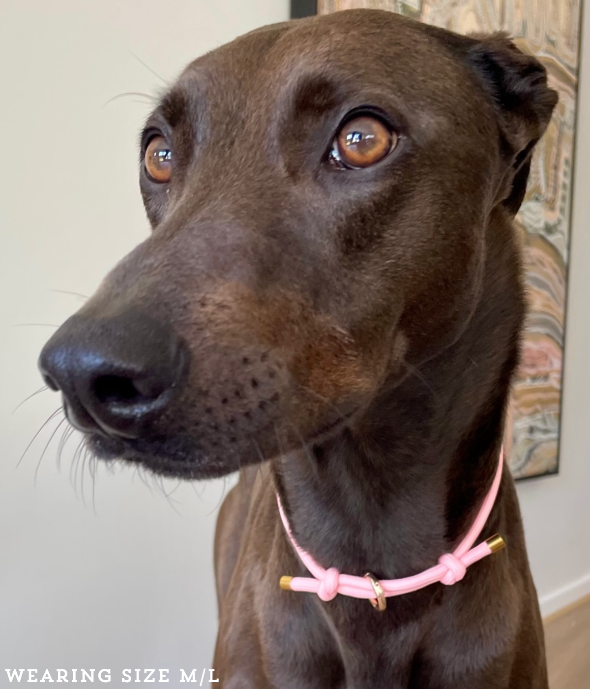 House Collar - Blush Pink