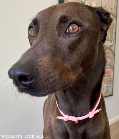 House Collar - Blush Pink
