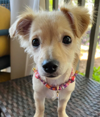 Mimi House Collar
