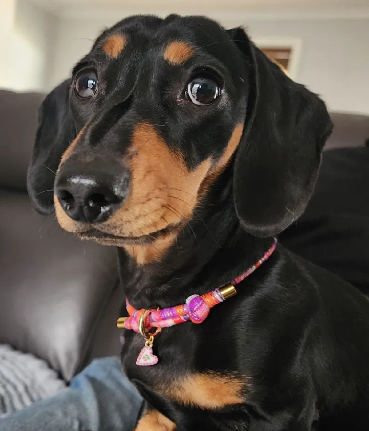 Mimi House Collar