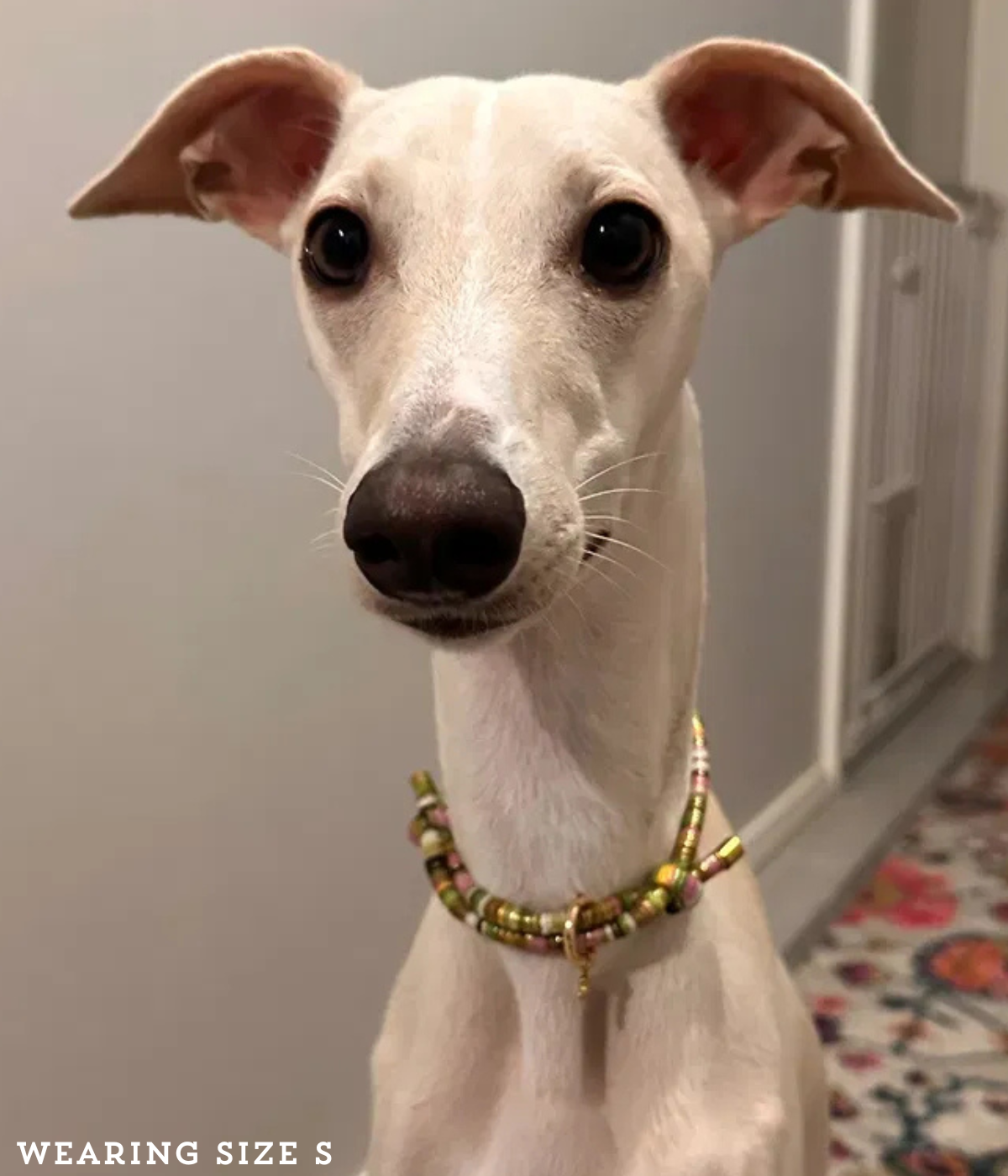 Bean House Collar