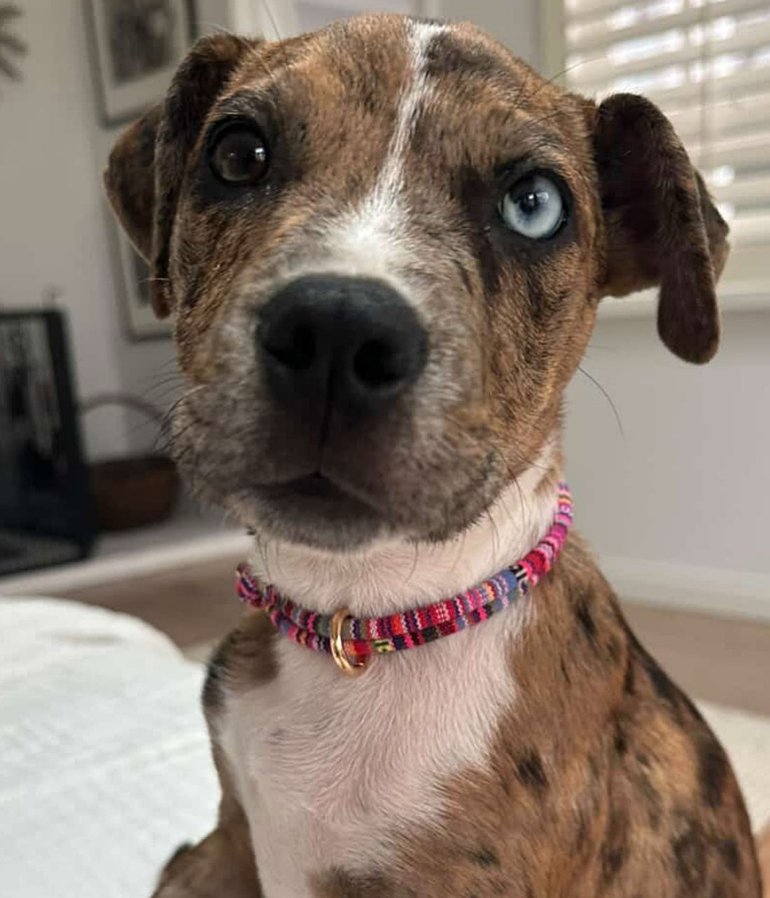 Boho House Collar - Bloom