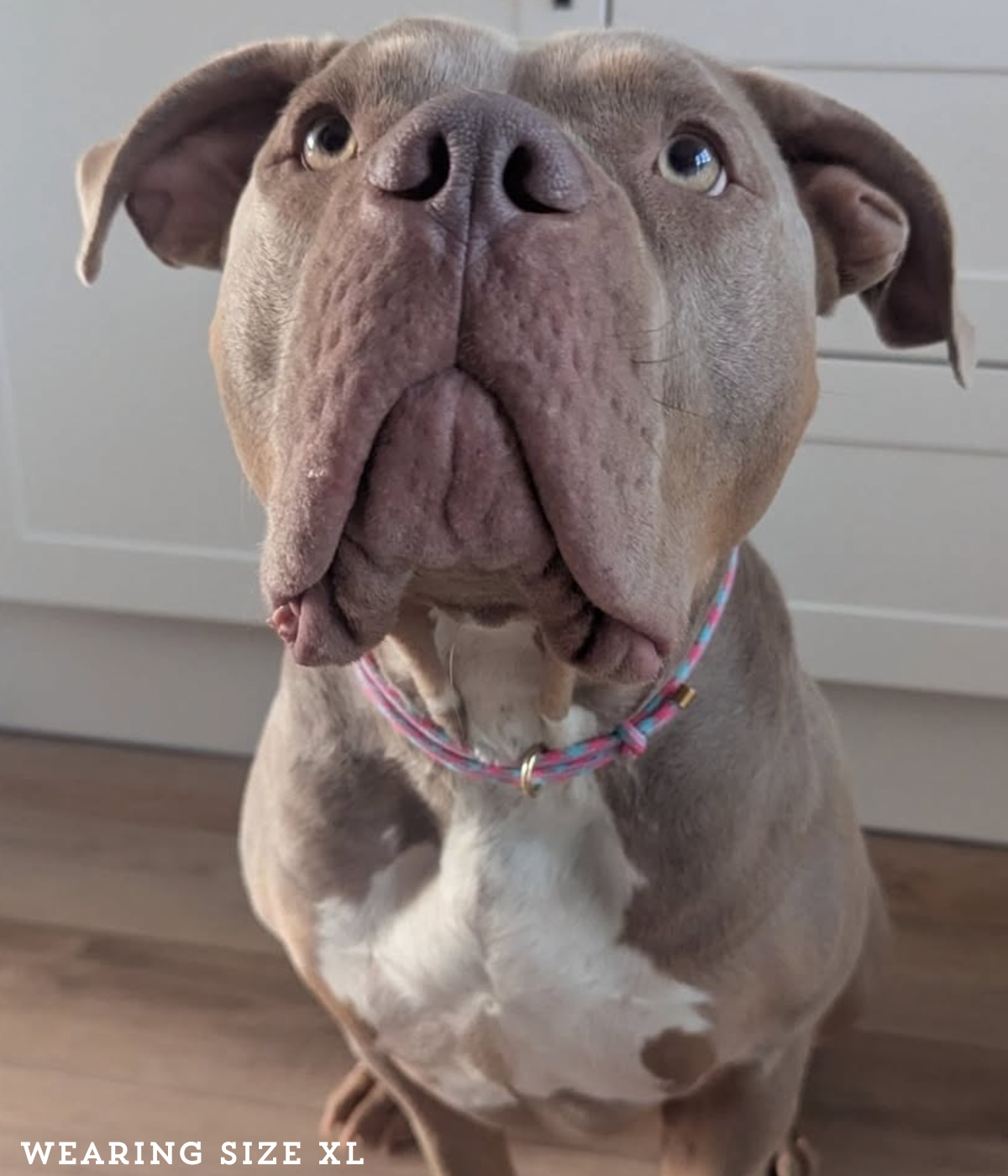 House Collar - Watermelon Mojito