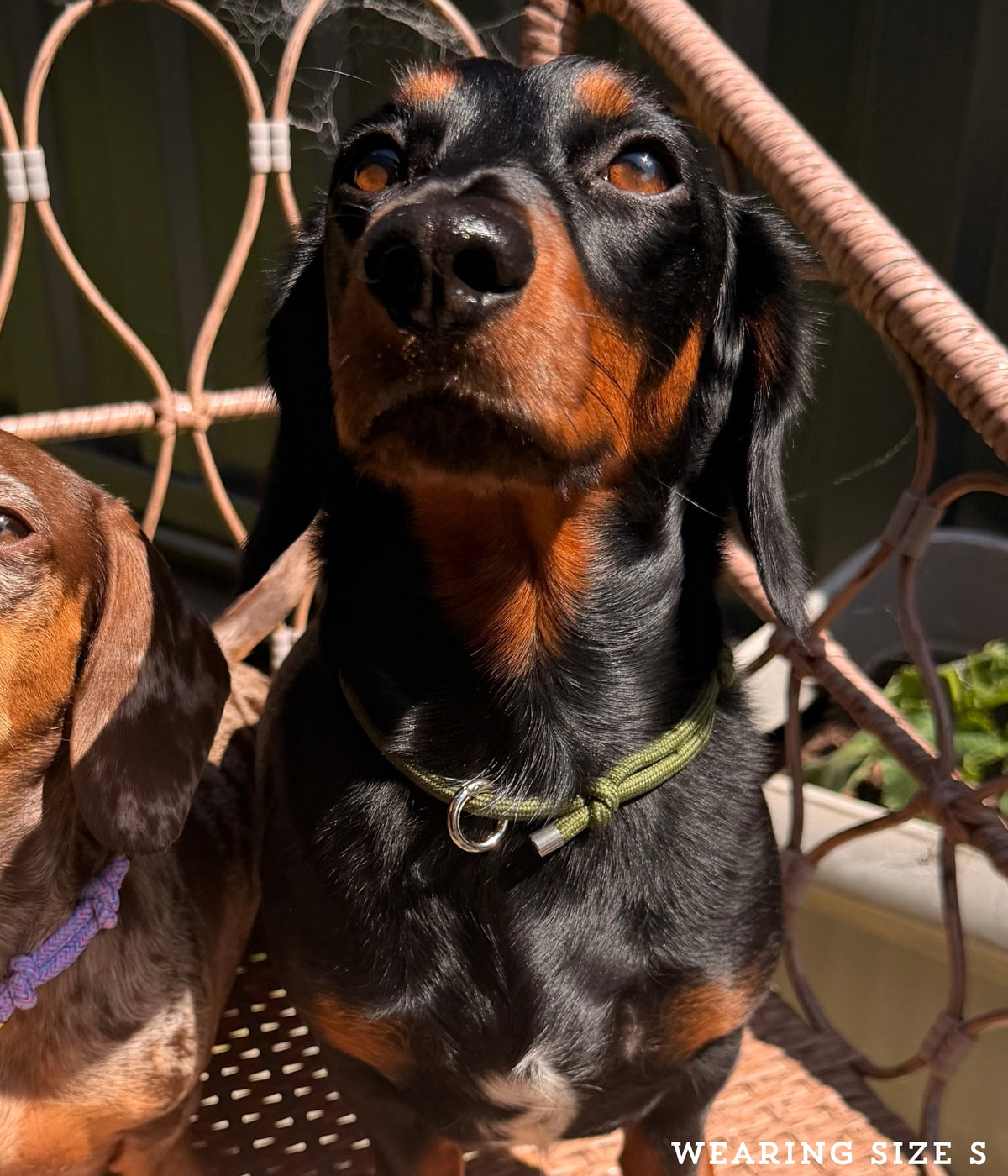 House Collar - Olive