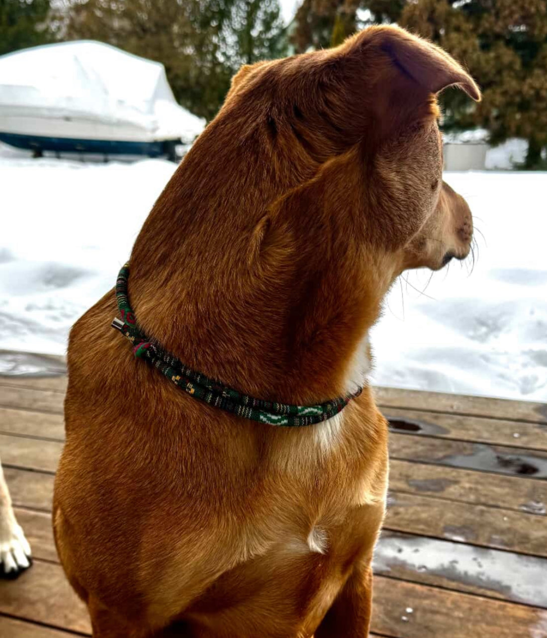 Boho House Collar -Forest