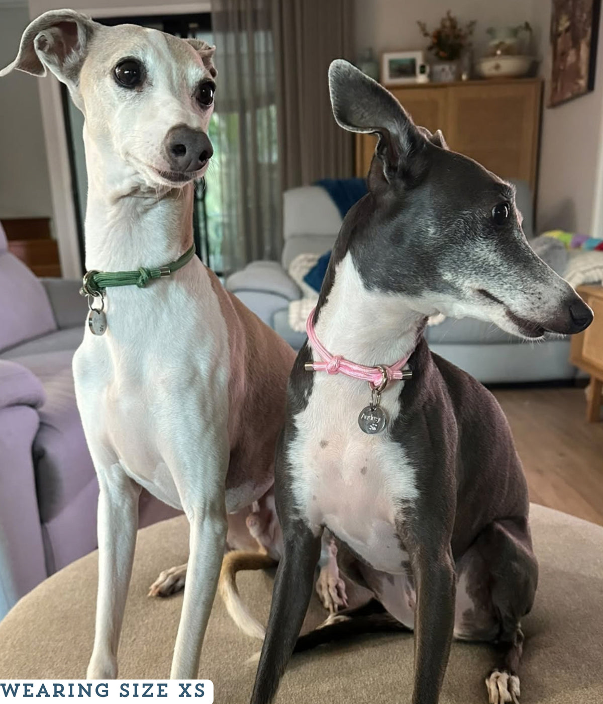 House Collar - Pistachio