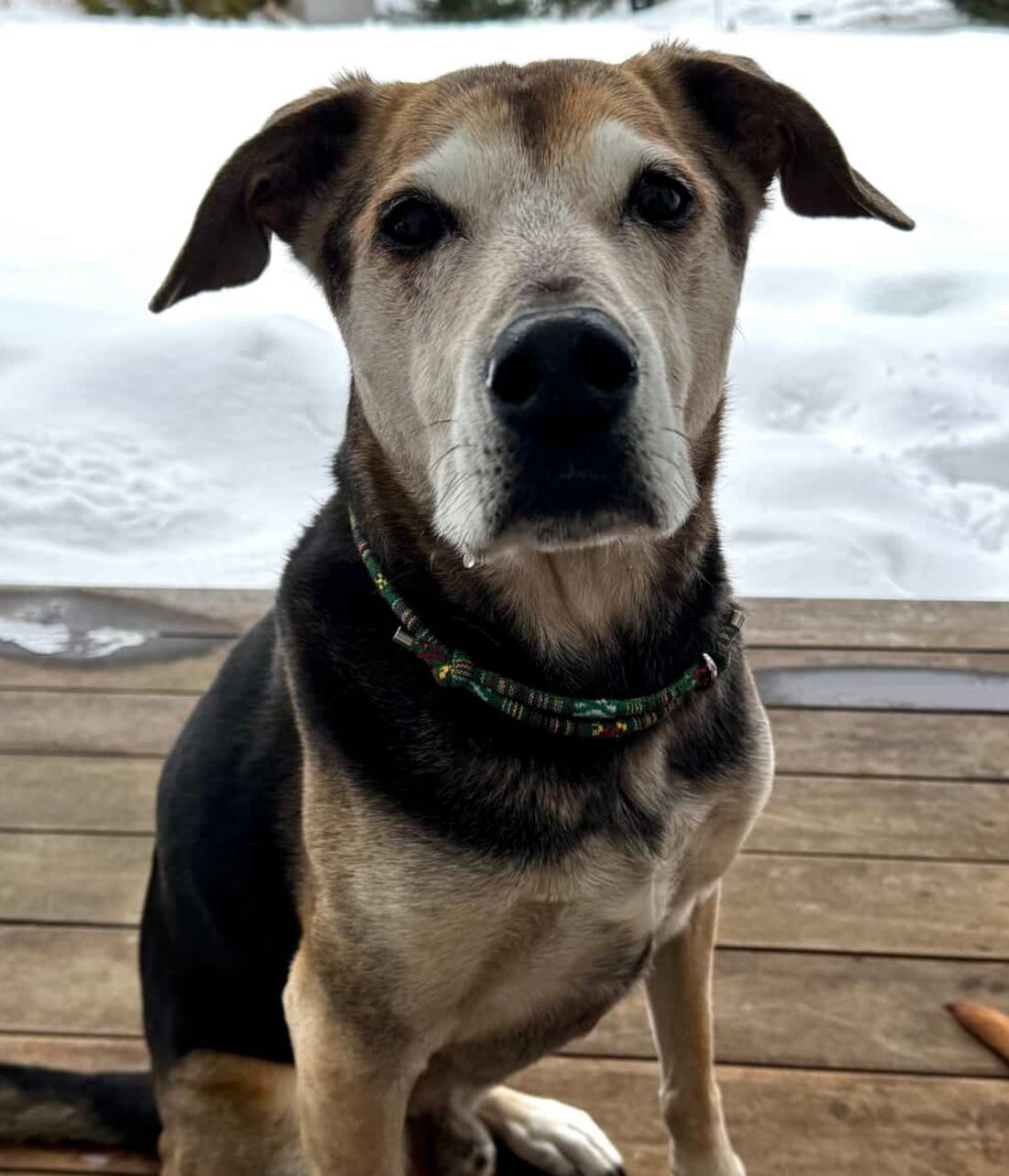 Boho House Collar -Forest