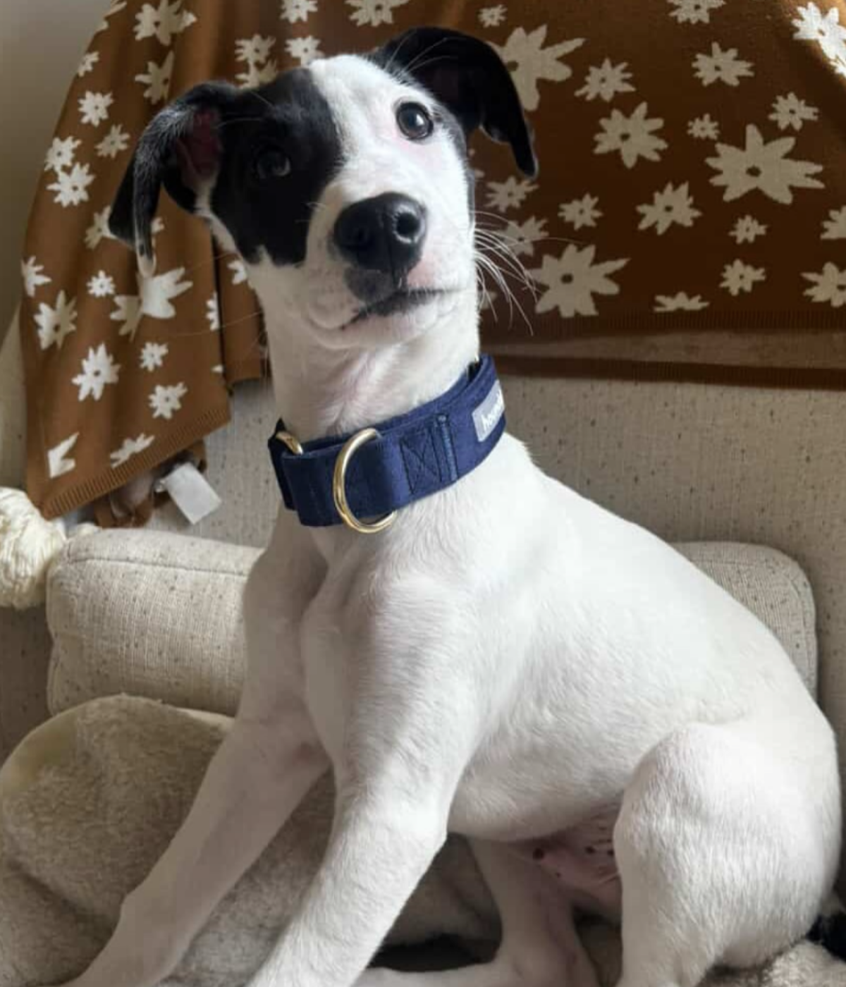 Martingale Collar - Velvet