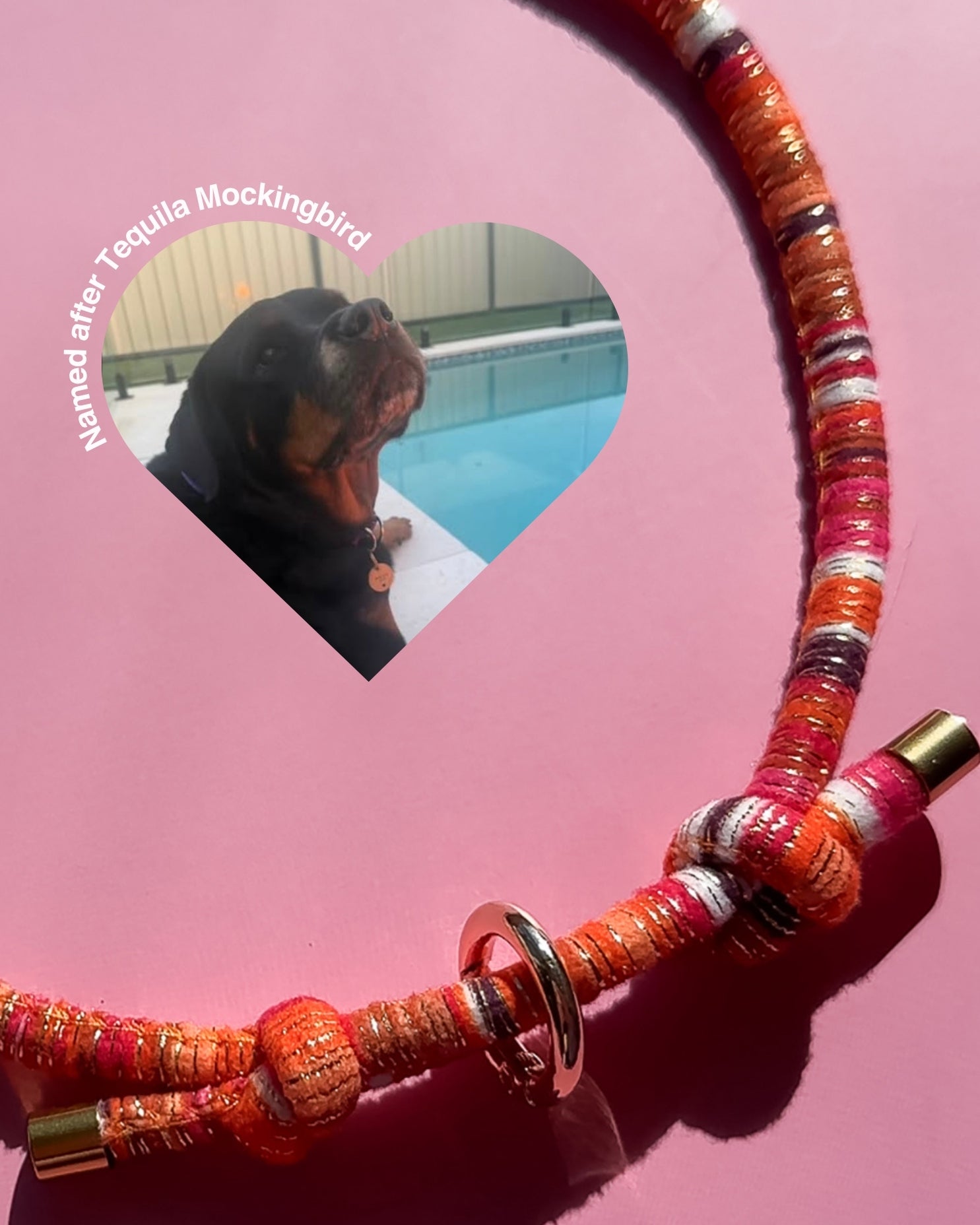 Tequila Mockingbird House Collar