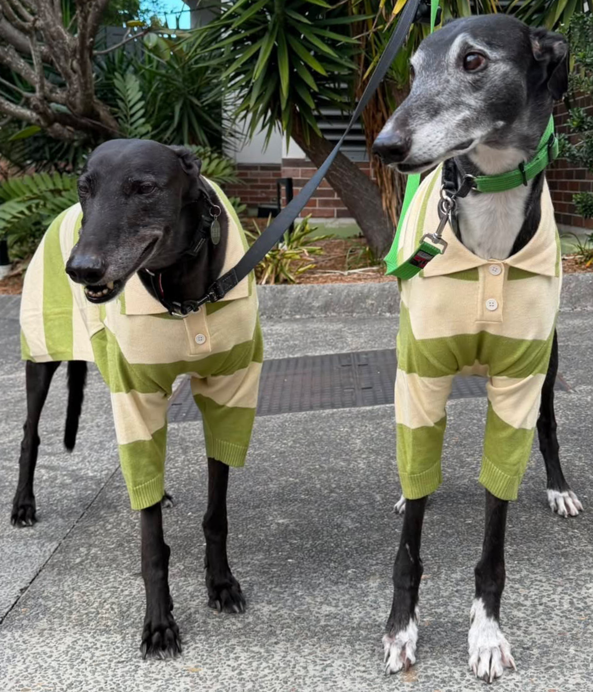 Green Eggs and Ham Polo