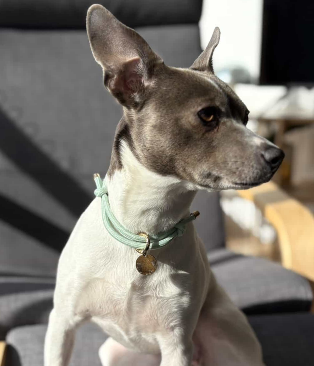 House Collar - Matcha