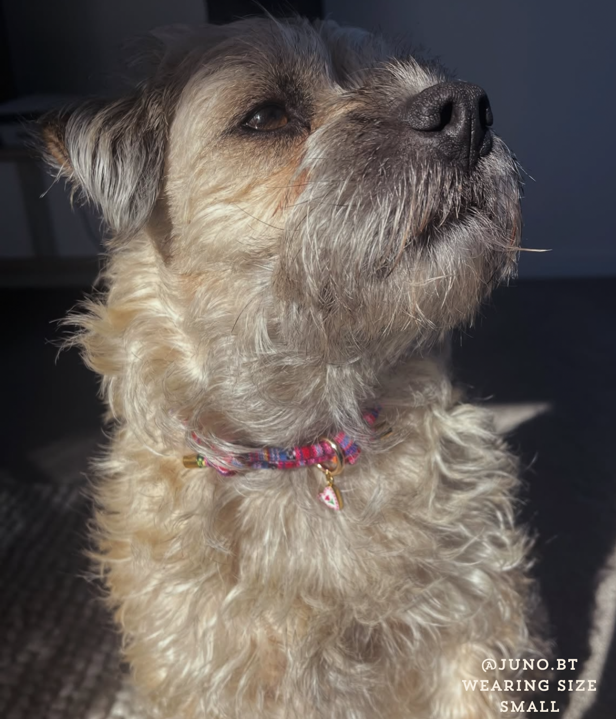 Boho House Collar - Bloom