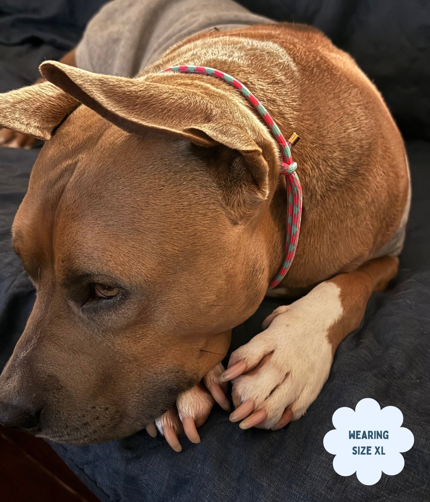House Collar - Watermelon Mojito