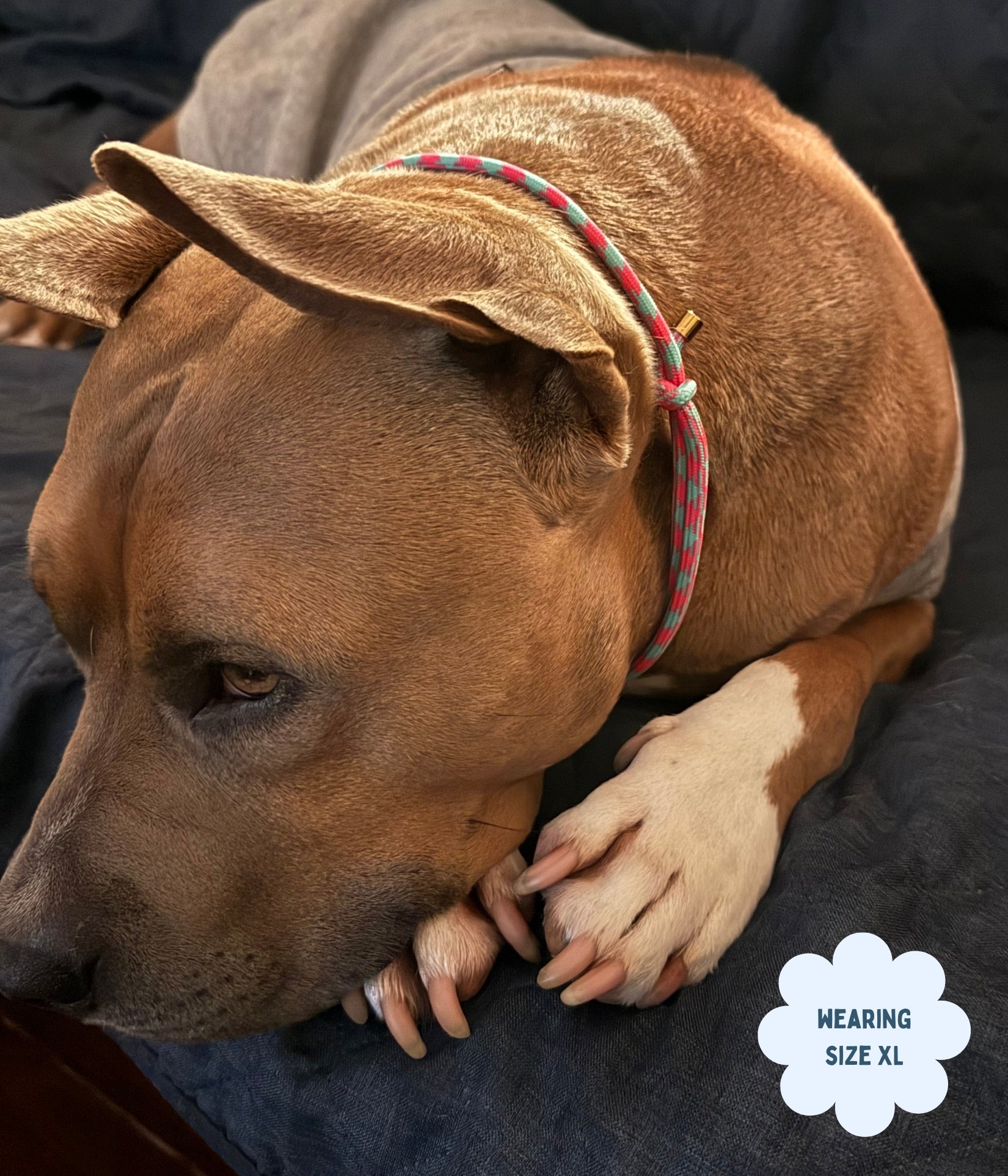 House Collar - Watermelon Mojito