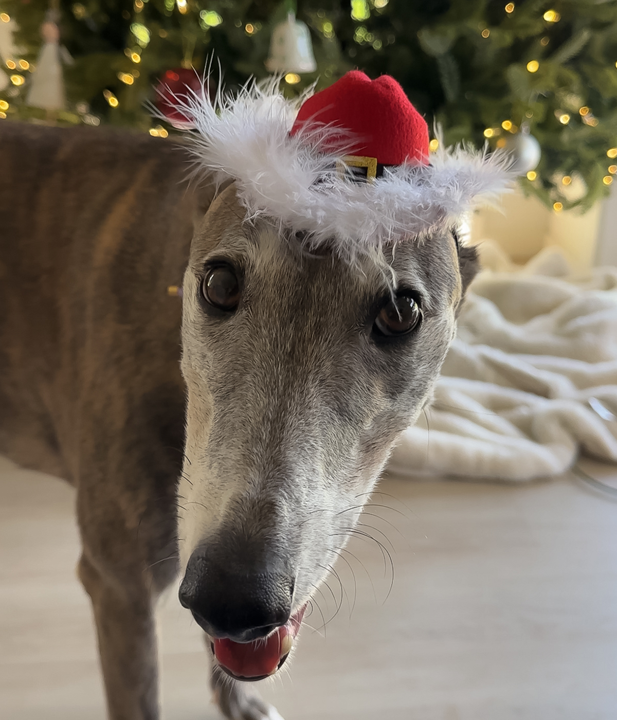 Cowboy Hat - Christmas