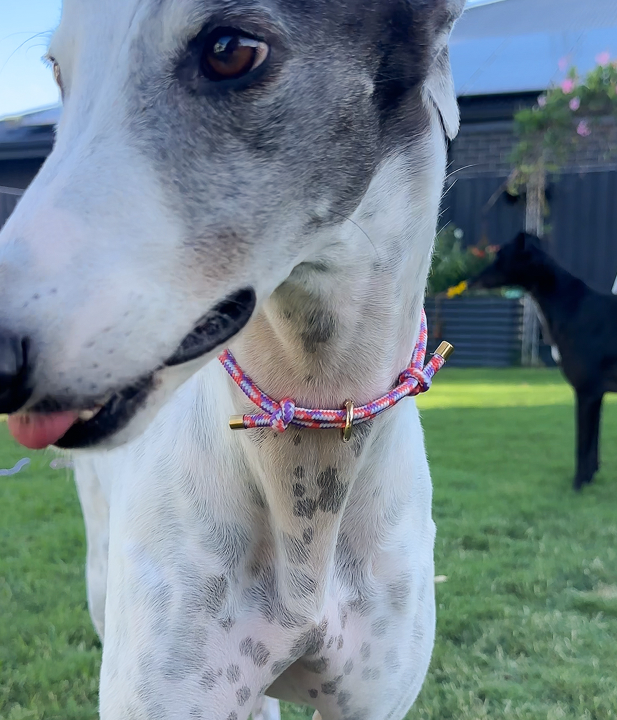 House Collar - Cosmopolitan