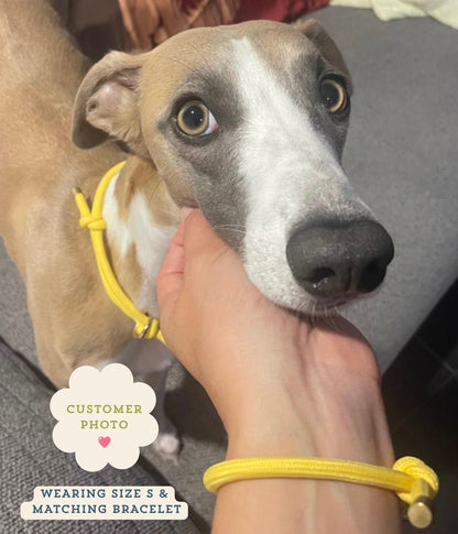 House Collar - Buttercup