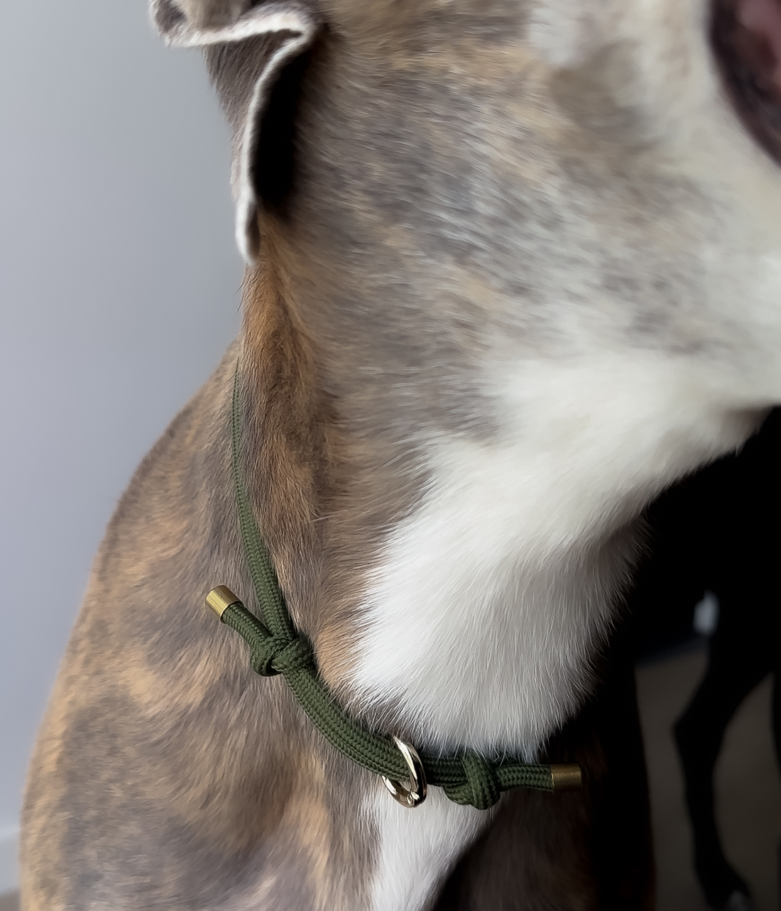 House Collar - Olive