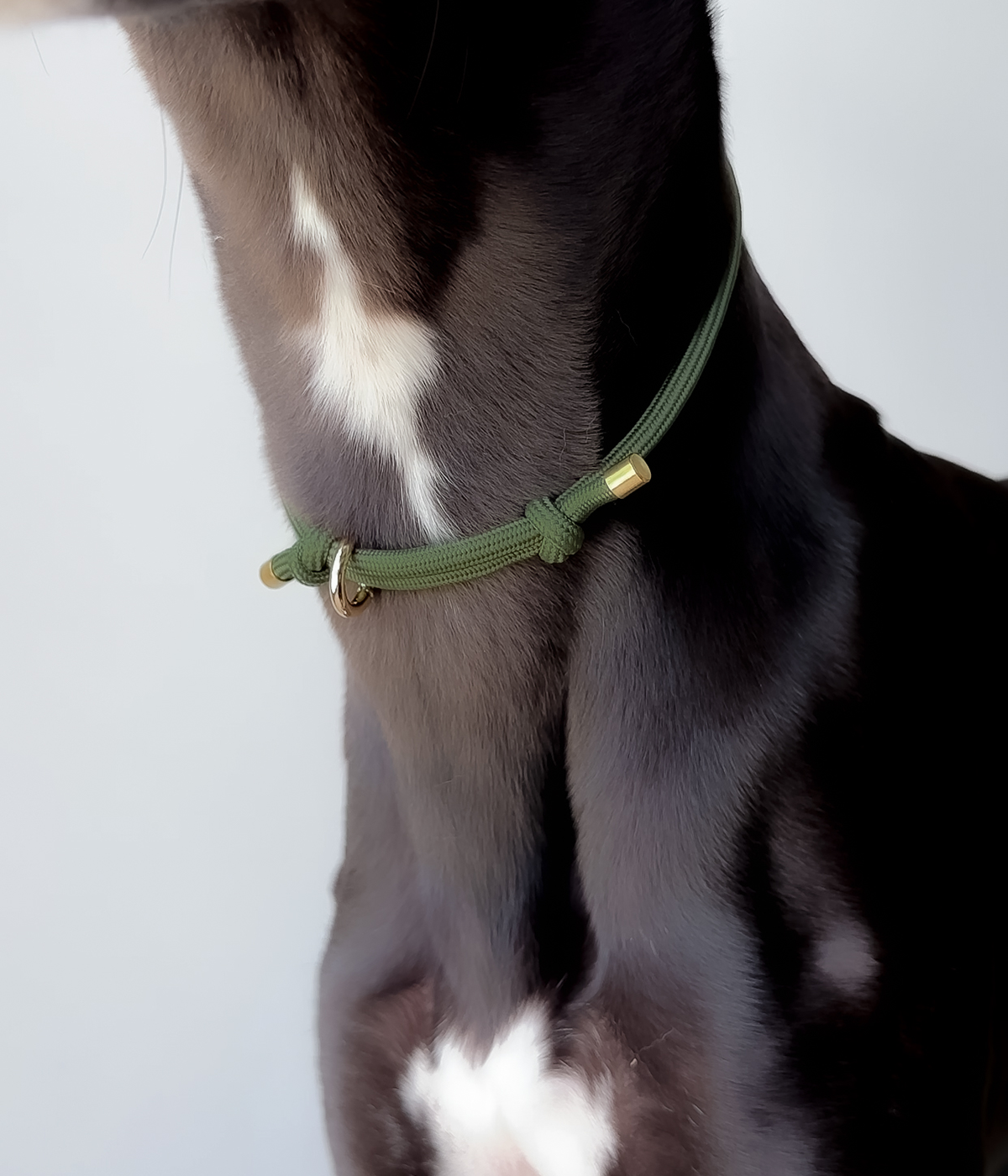 House Collar - Olive