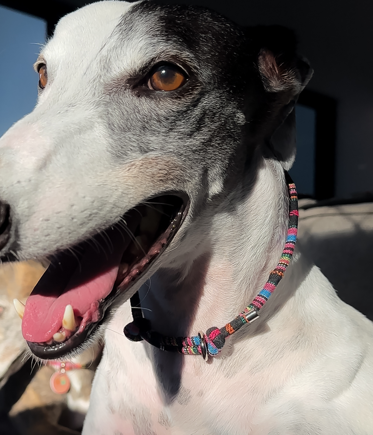 Boho House Collar - Aurora