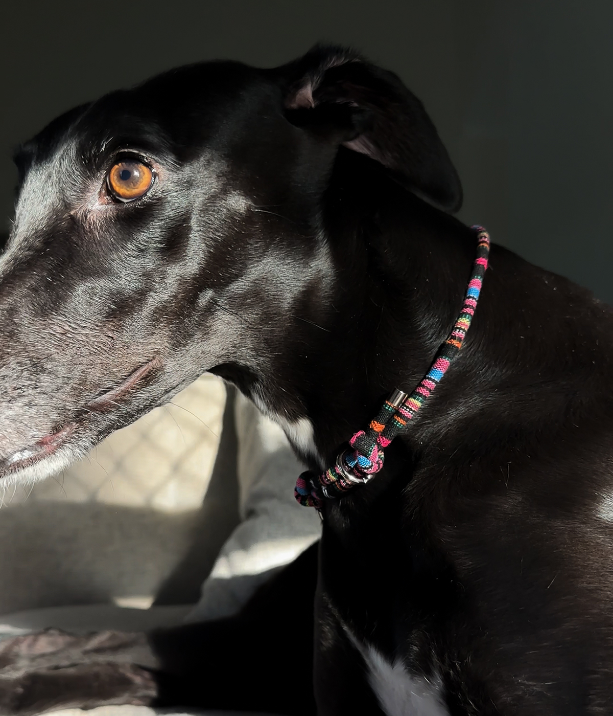 Boho House Collar - Aurora