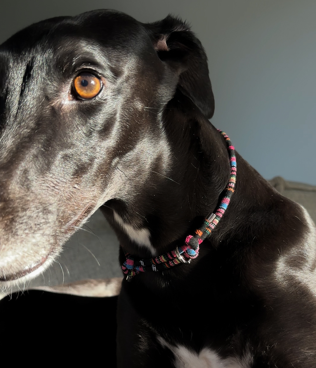 Boho House Collar - Aurora