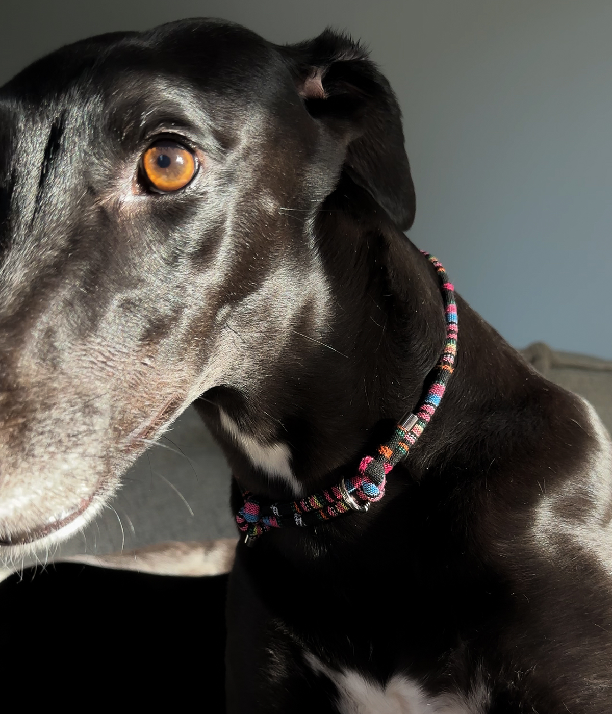 Boho House Collar - Aurora