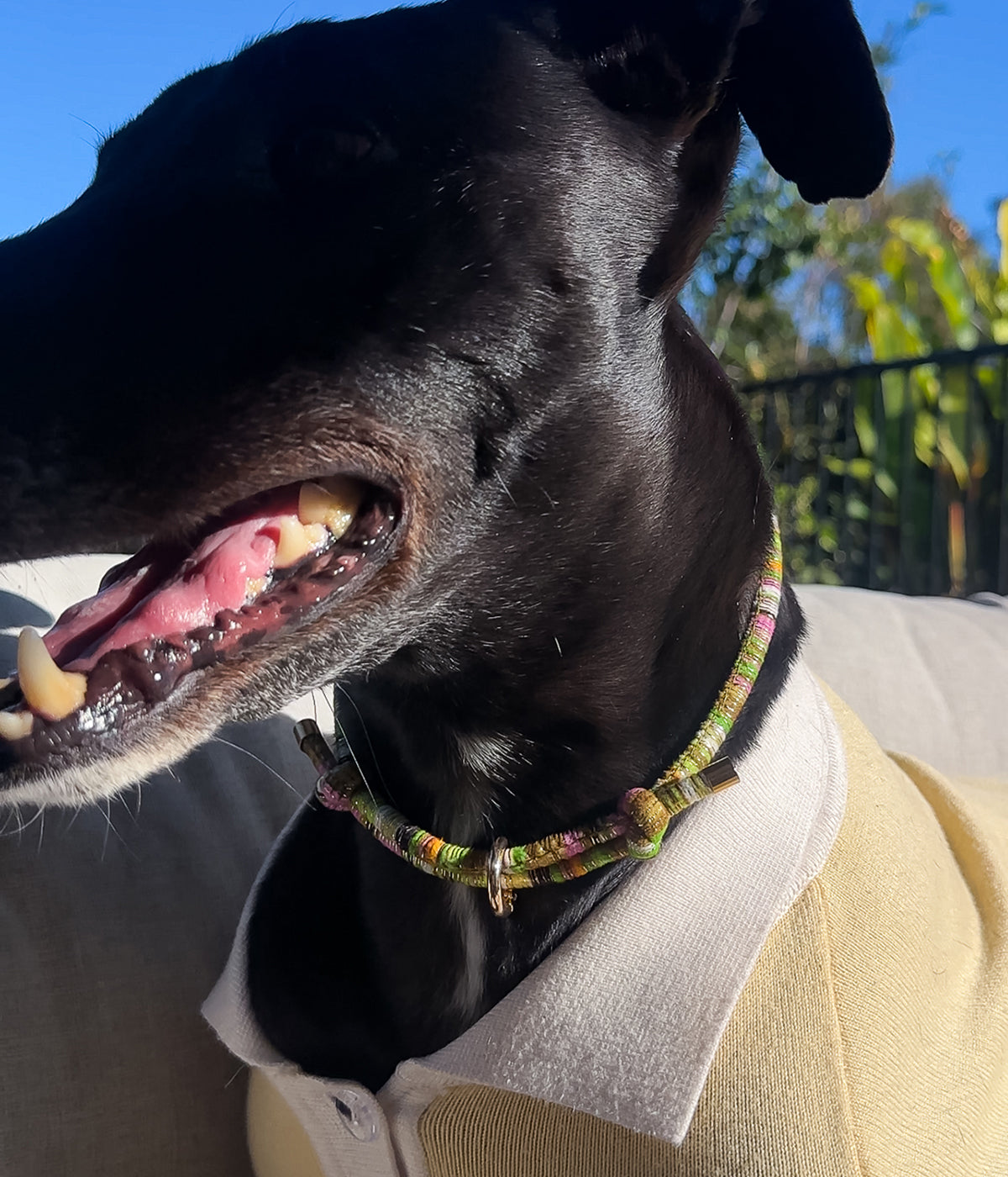 Bean House Collar