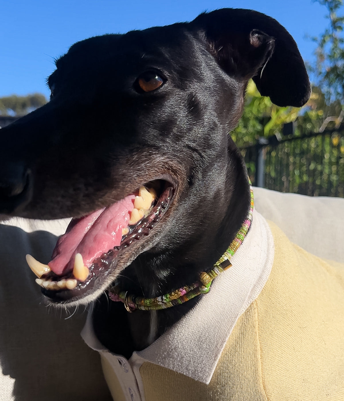 Bean House Collar