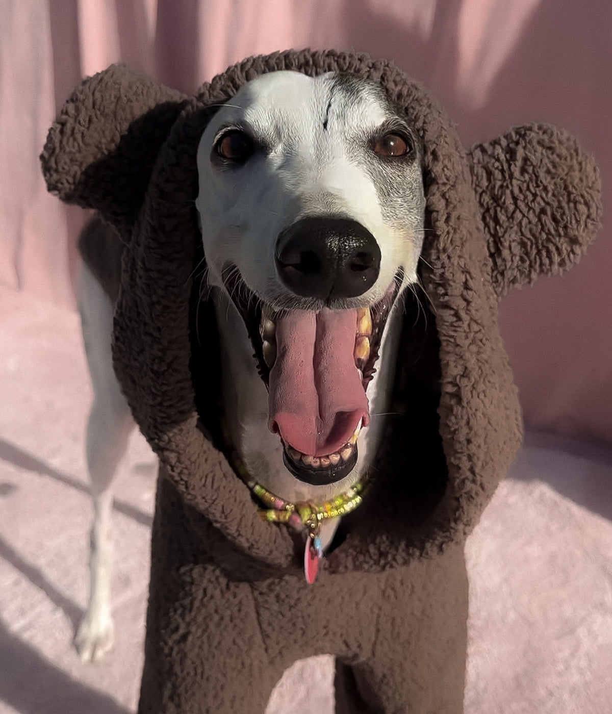 The Bear Hoodie