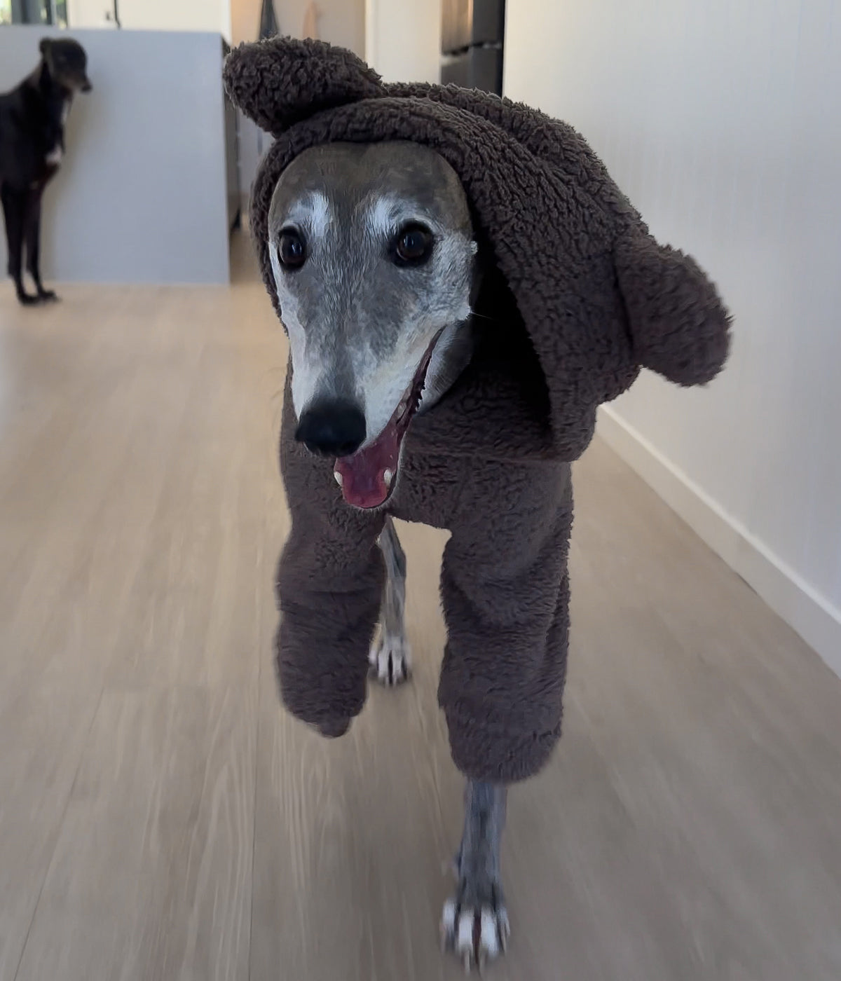 The Bear Hoodie