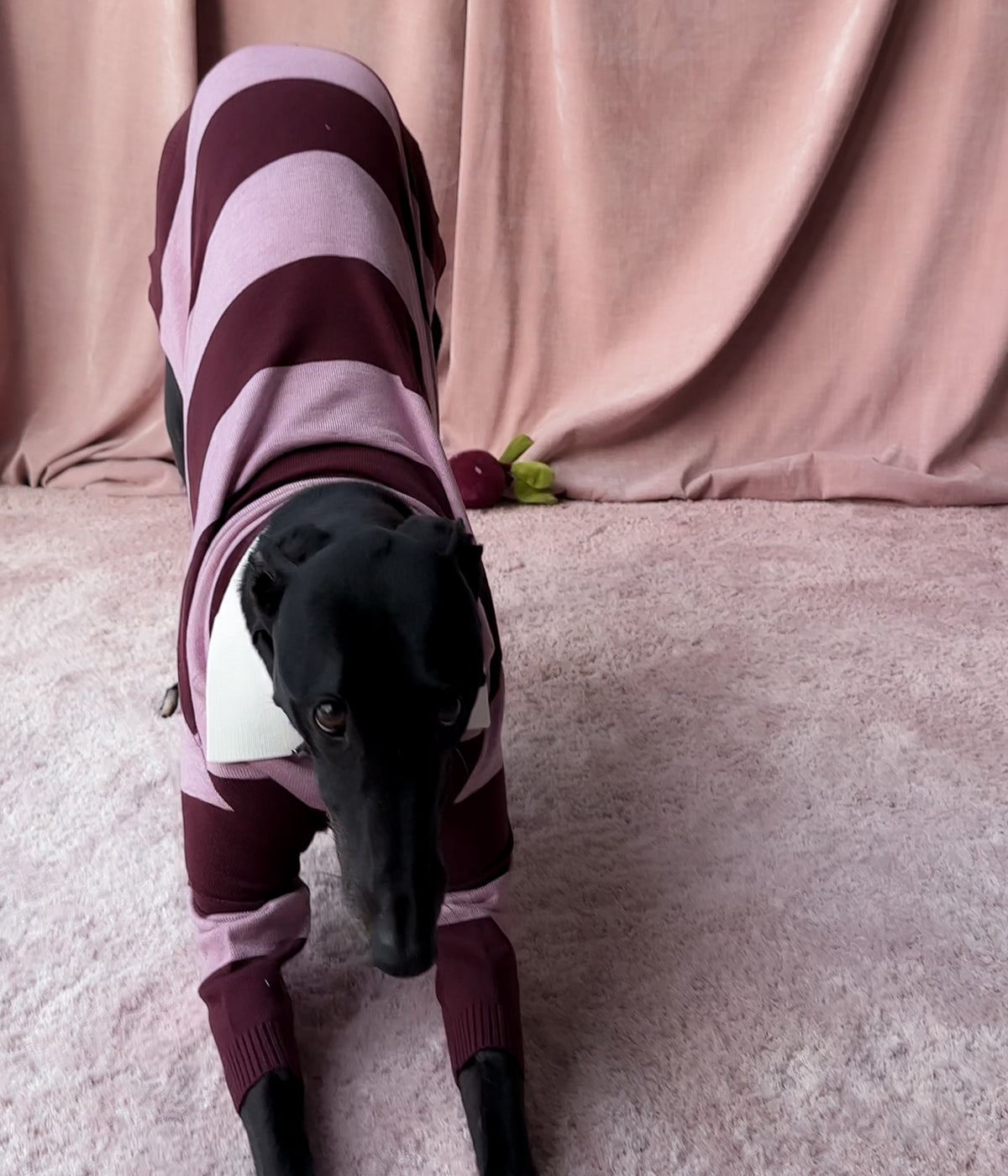 Berry Nice Polo