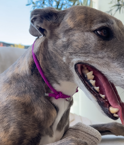House Collar - Berry Twist