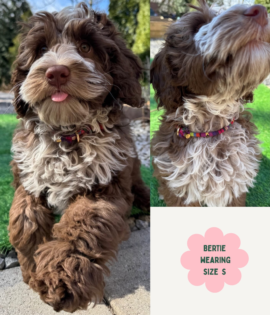 Boho House Collar - Dusk