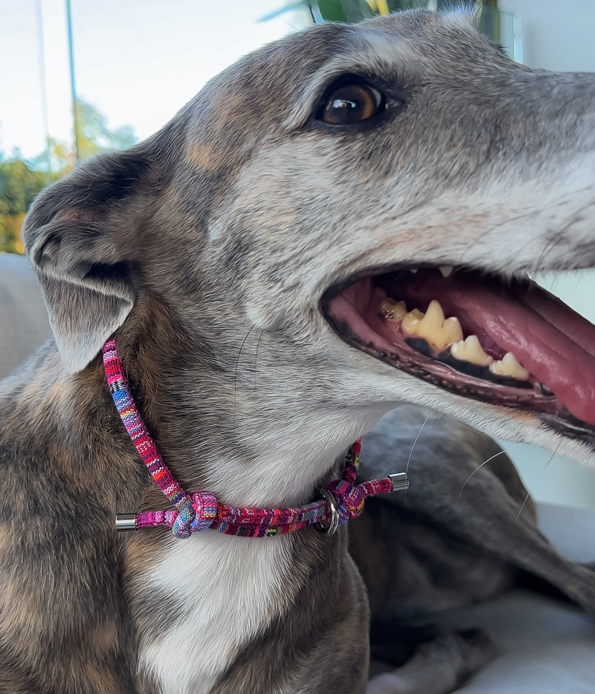 Boho House Collar - Bloom