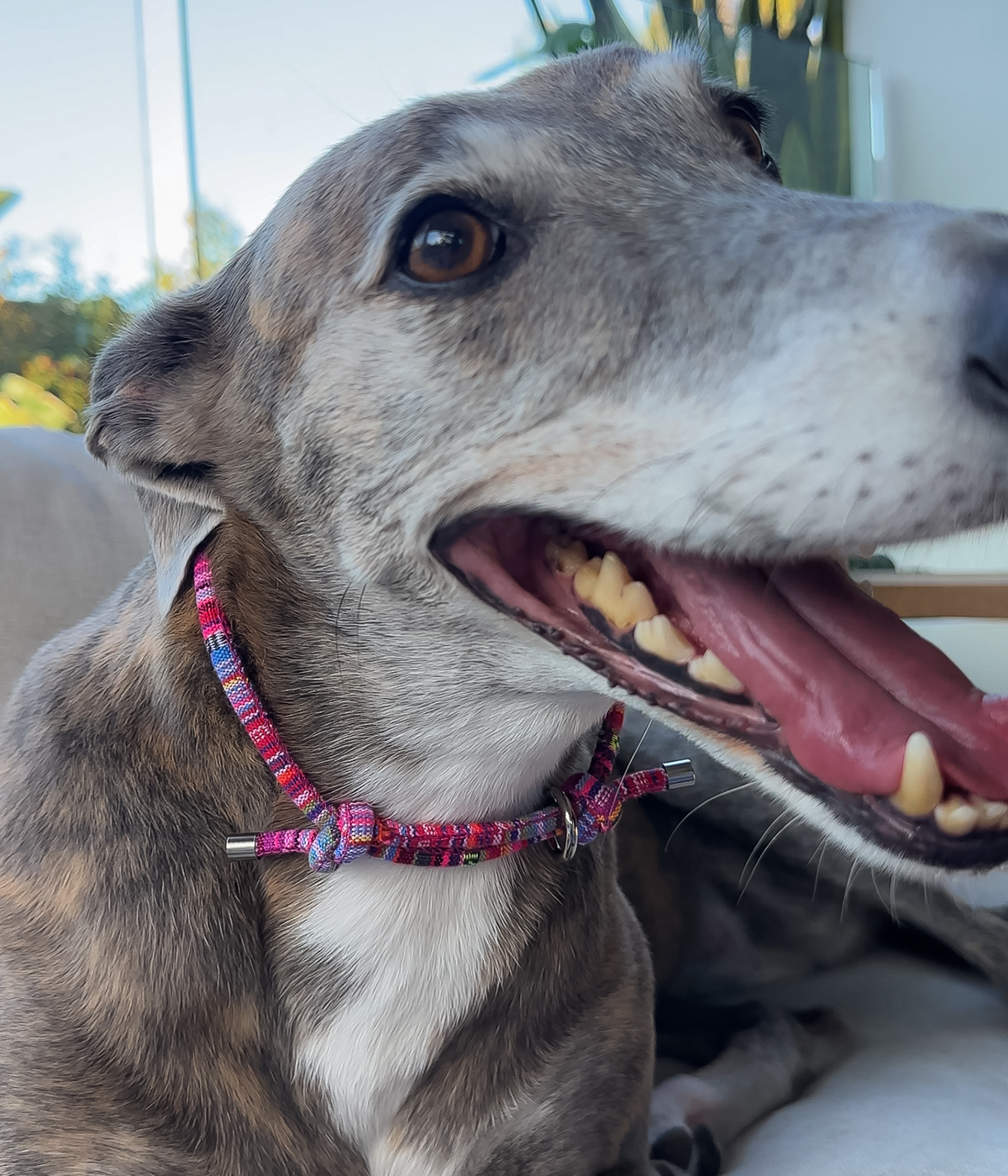 Boho House Collar - Bloom