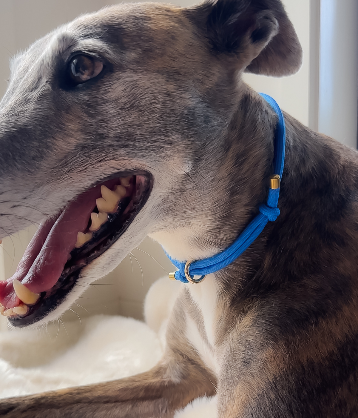 House Collar - Cerulean Blue
